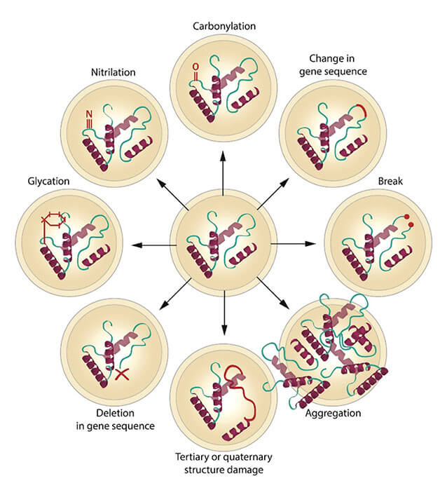 Cellular rejuvenation