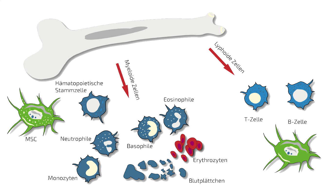 Bone marrow cell-lineage diagram showing hematopoietic adult stem cells, mesenchymal stromal cells, immune cells, erythrocytes and platelets