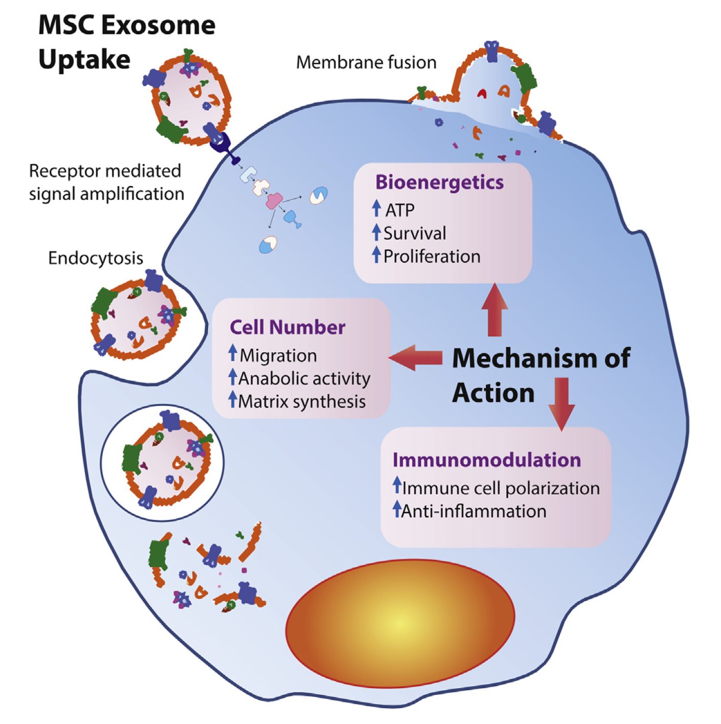 Exosome action on Mesenchymal Stem Cells