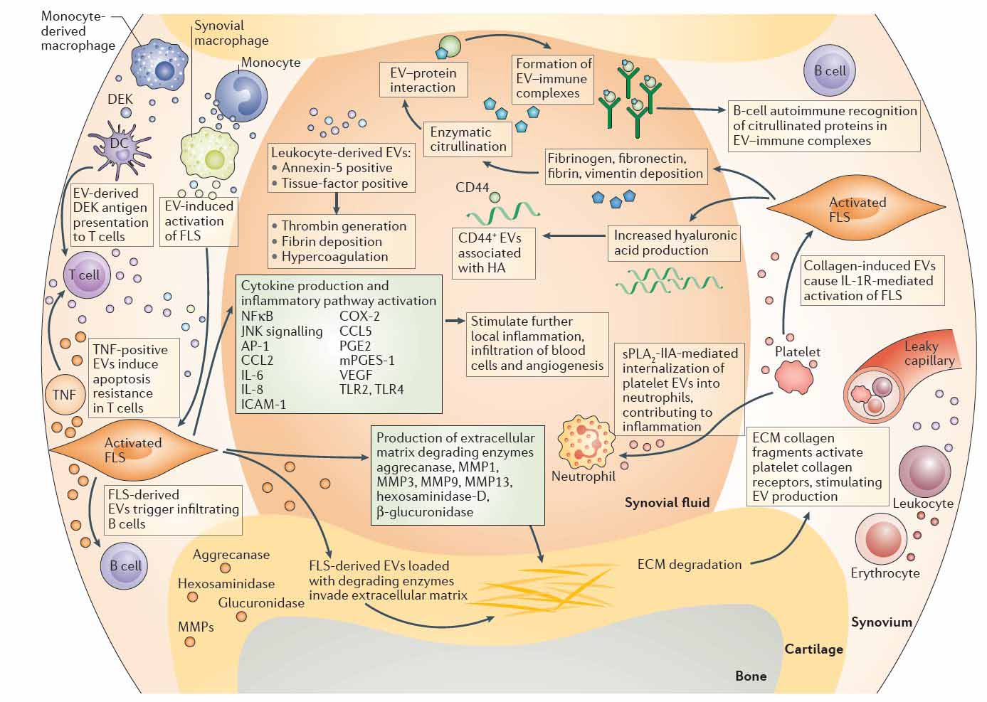 Mesenchmal Stem Cells Extracellular Vesicles Exosomes Exosomes Knee Repair large