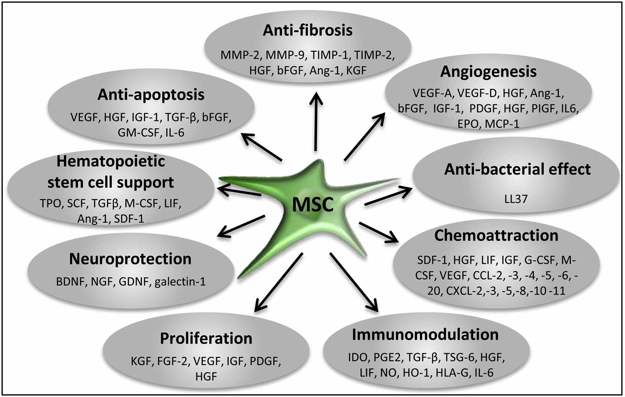 Stem Cell Secretome Paracrine Factors