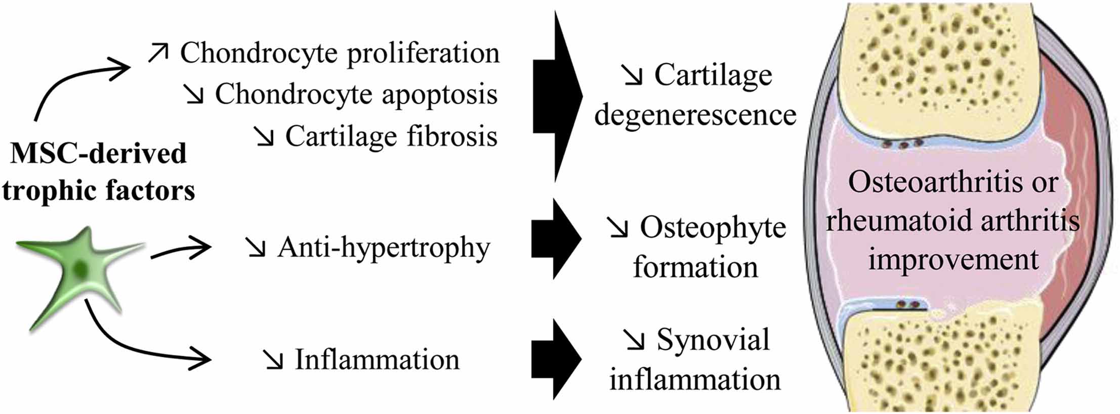 Stem Cell effect on OA