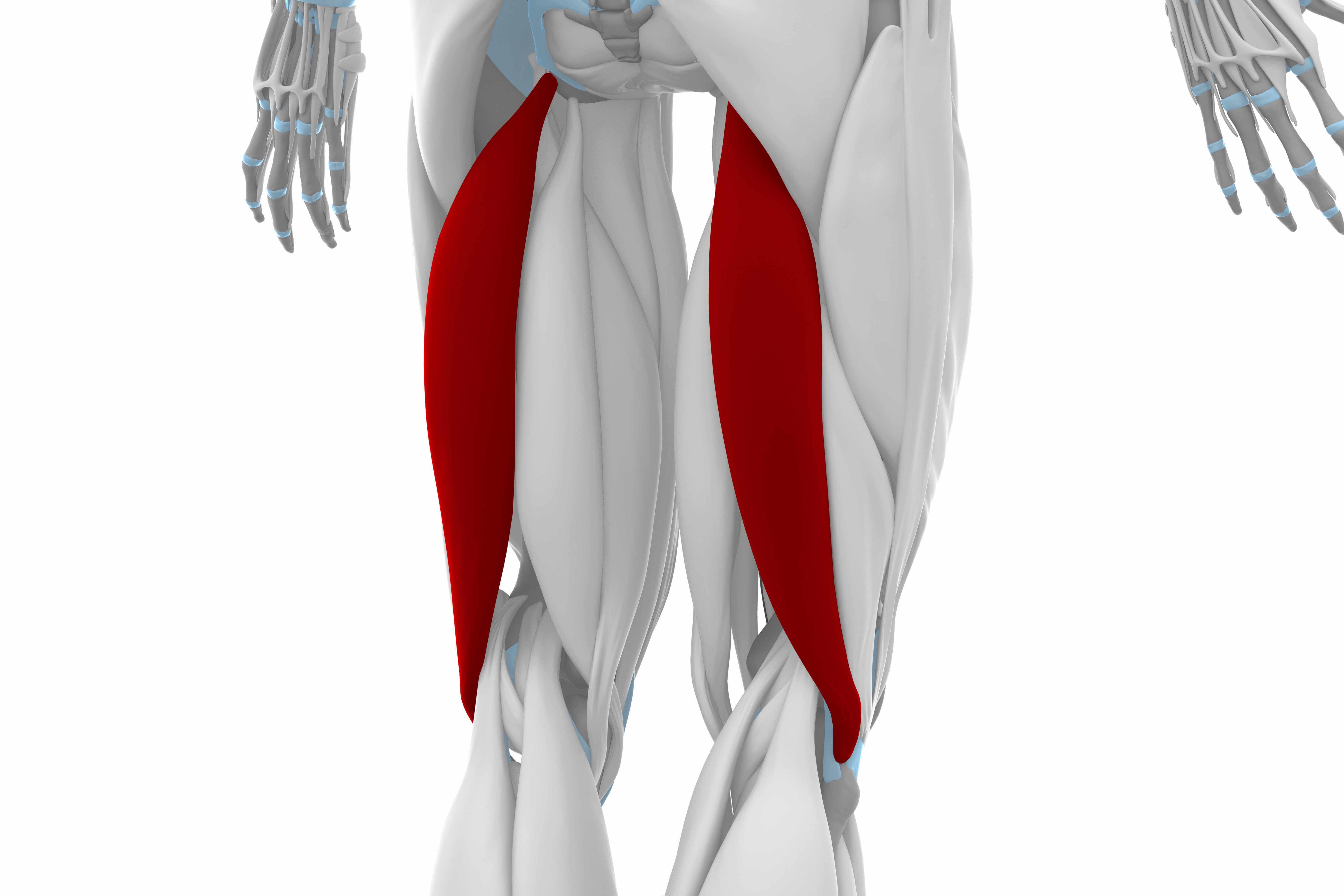 Biceps femoris