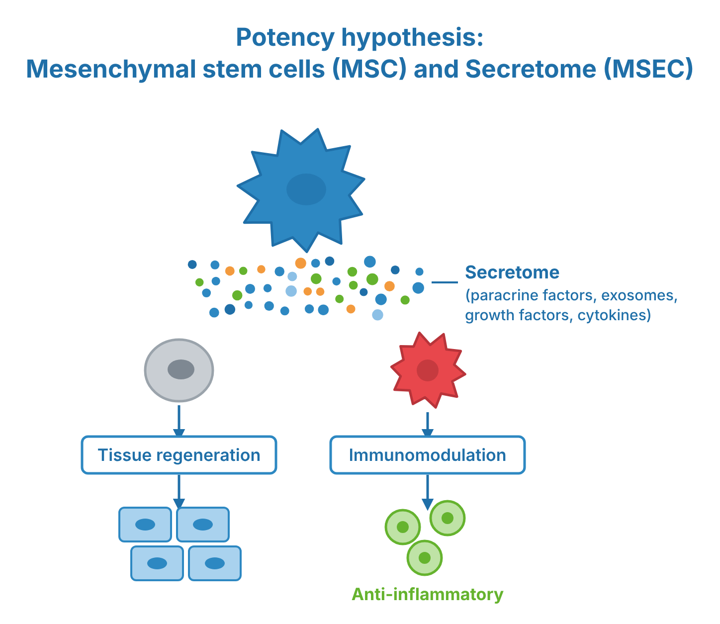 AI-generated image: Scientific rationale — BMC therapy for joint and back pain at ANOVA IRM, Germany: mesenchymal stem cells release paracrine factors that are studied for tissue regeneration and immunomodulatory, anti-inflammatory effects.
