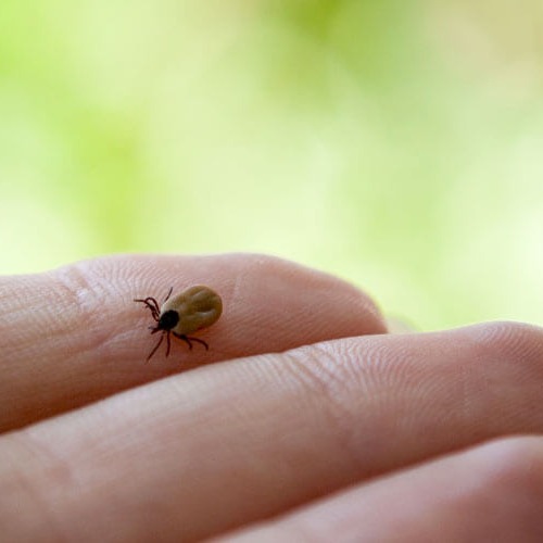 Lyme Disease