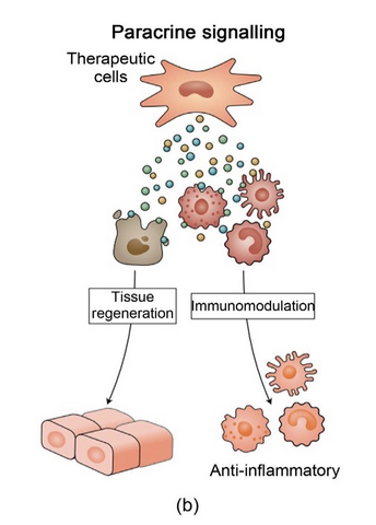 stem cell therapy for orthopedic injuries diagram showing paracrine signaling and anti-inflammatory effects.