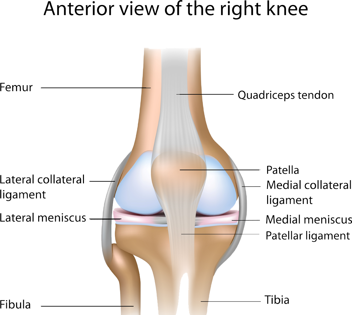 ANOVA-IRM-Germany-stem-cell-therapy-knee-joint-tendons-ligaments-meniscus-damage | ANOVA IRM