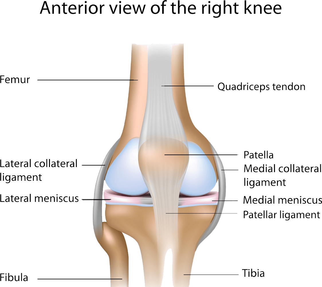 ANOVA-IRM-Germany-stem-cell-therapy-knee-joint-tendons-ligaments-meniscus-damage | ANOVA IRM