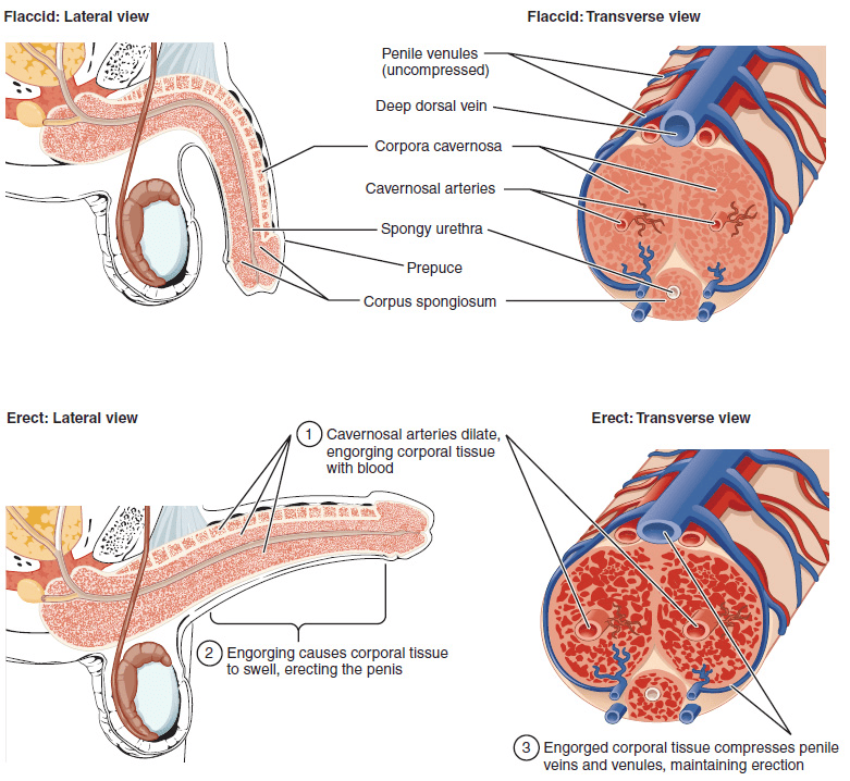 Diagram of penile blood flow, the corpora cavernosa and natural erectile function in flaccid and erect states