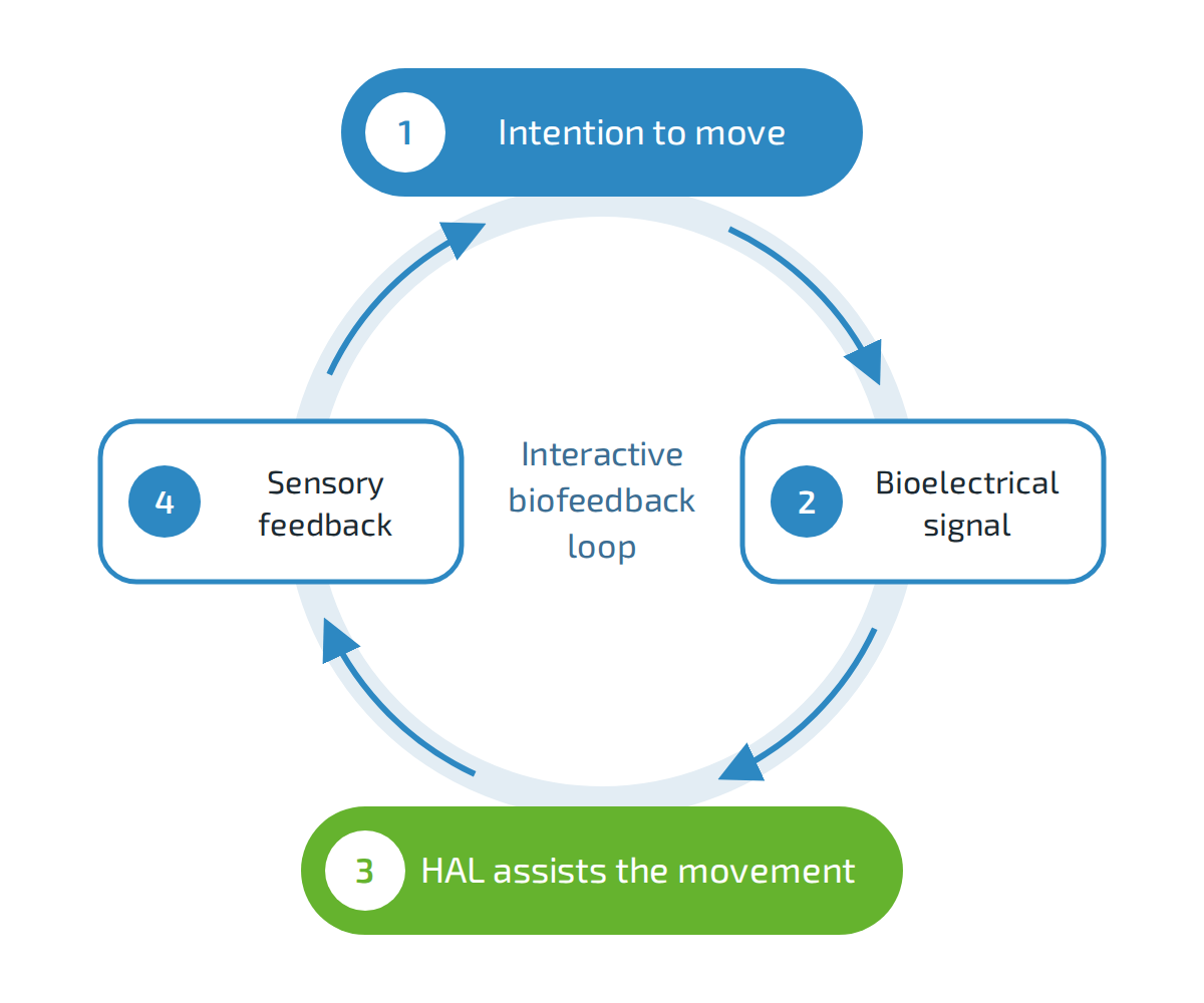Diagram of the interactive biofeedback loop in HAL robotic exoskeleton training: intention to move, bioelectrical signal, HAL assists the movement, sensory feedback back to the nervous system.