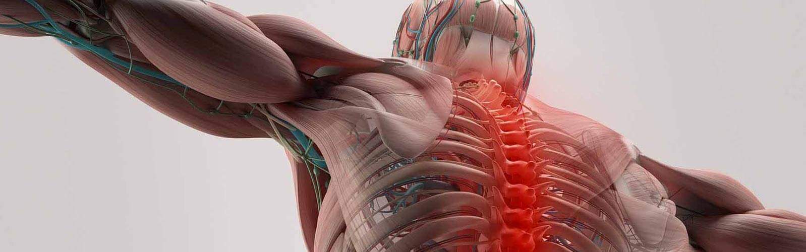 anova institute for regenerative medicine - spinal cord injury