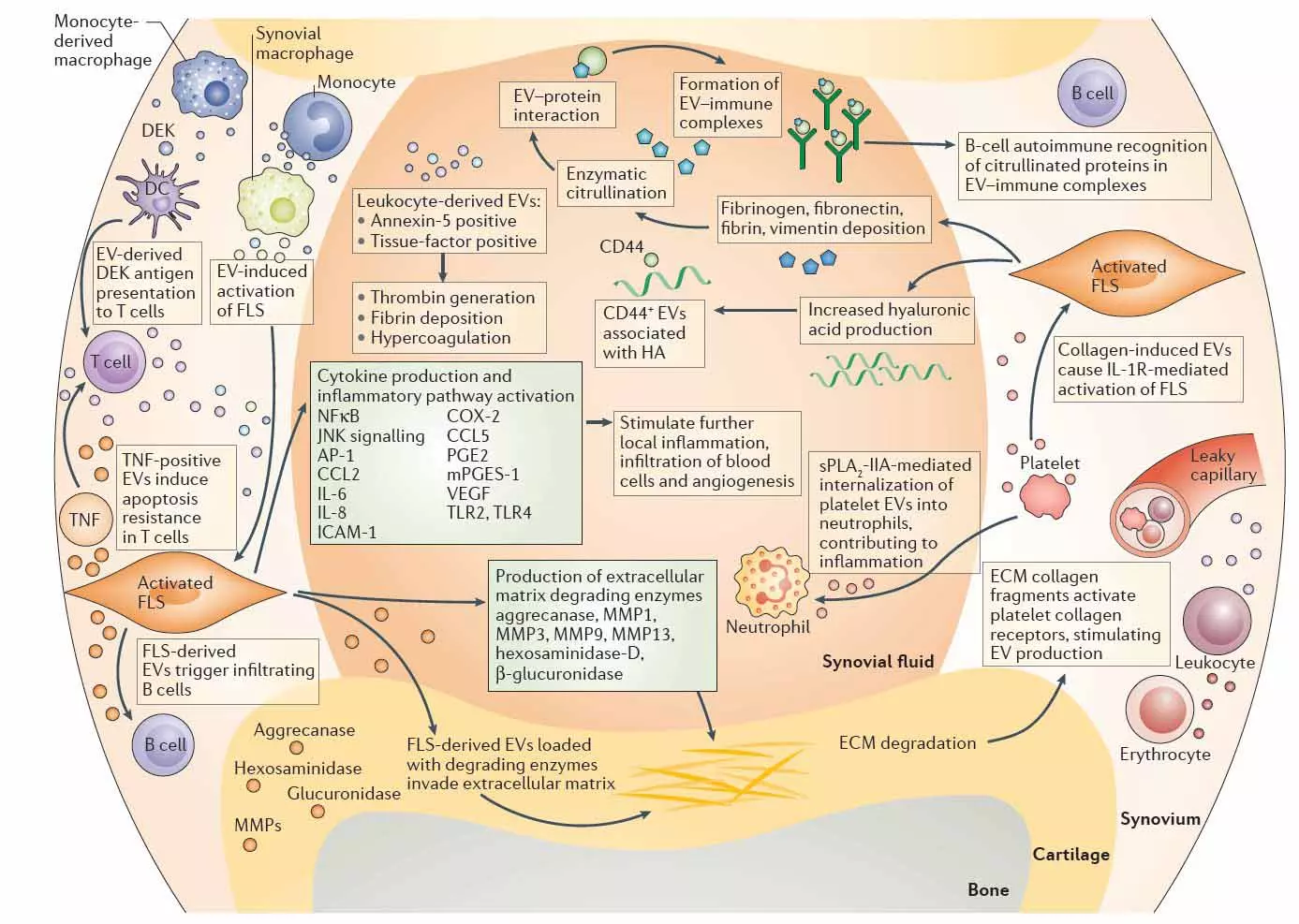 Mesenchmal Stem Cells Extracellular Vesicles Exosomes Exosomes Knee Repair large Mesenchmal Stem Cells Extracellular Vesicles Exosomes Exosomes Knee Repair large