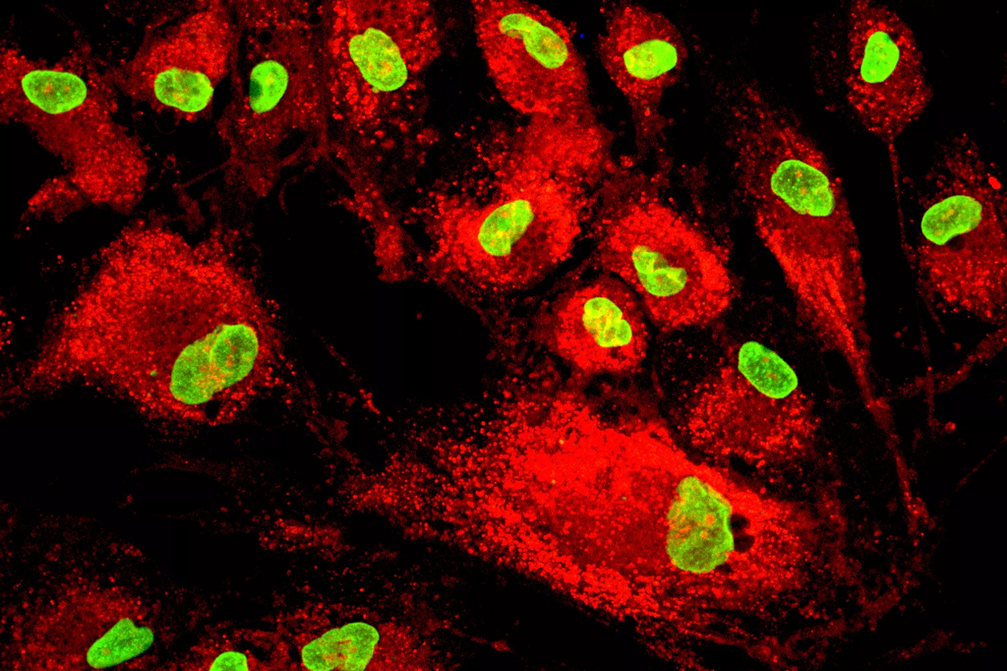 MSC mesenchymal stem cell flourecent microscope image wide