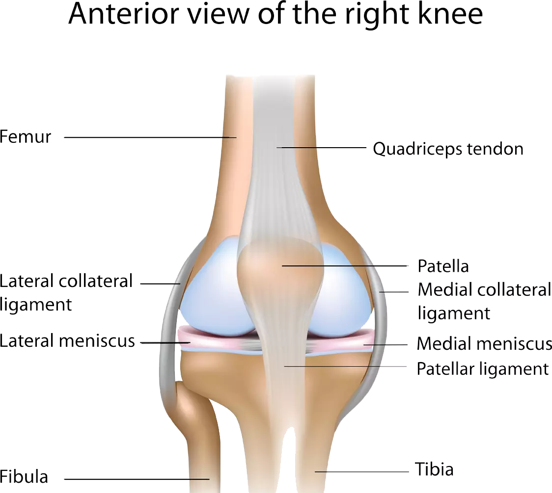 ANOVA-IRM-Germany-stem-cell-therapy-knee-joint-tendons-ligaments-meniscus-damage ANOVA-IRM-Germany-stem-cell-therapy-knee-joint-tendons-ligaments-meniscus-damage | ANOVA IRM