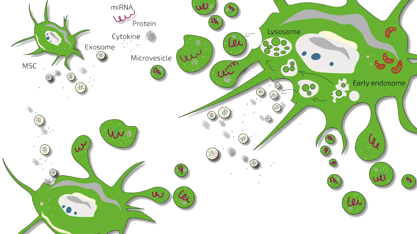 MSC Secretome Exosome Therapy | Germany | ANOVA IRM