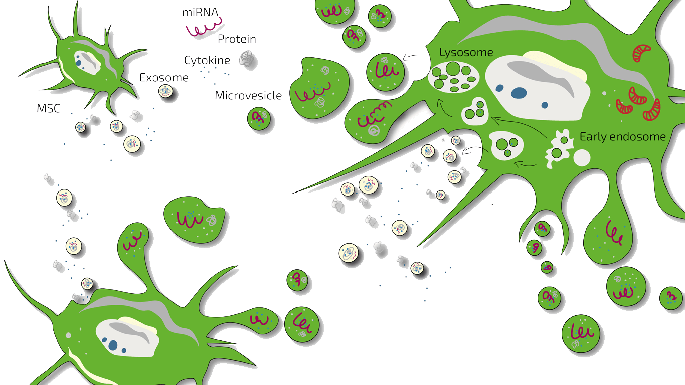 Diagram showing MSEC production from adipose-derived mesenchymal stem cells for experimental osteoarthritis treatment