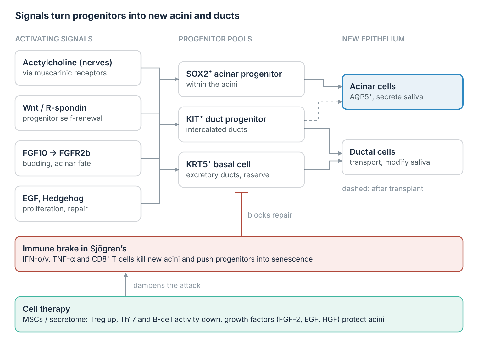 Gland function in Sjögren’s disease, ANOVA IRM, Germany: signals that turn salivary gland progenitors into new acini and ducts.