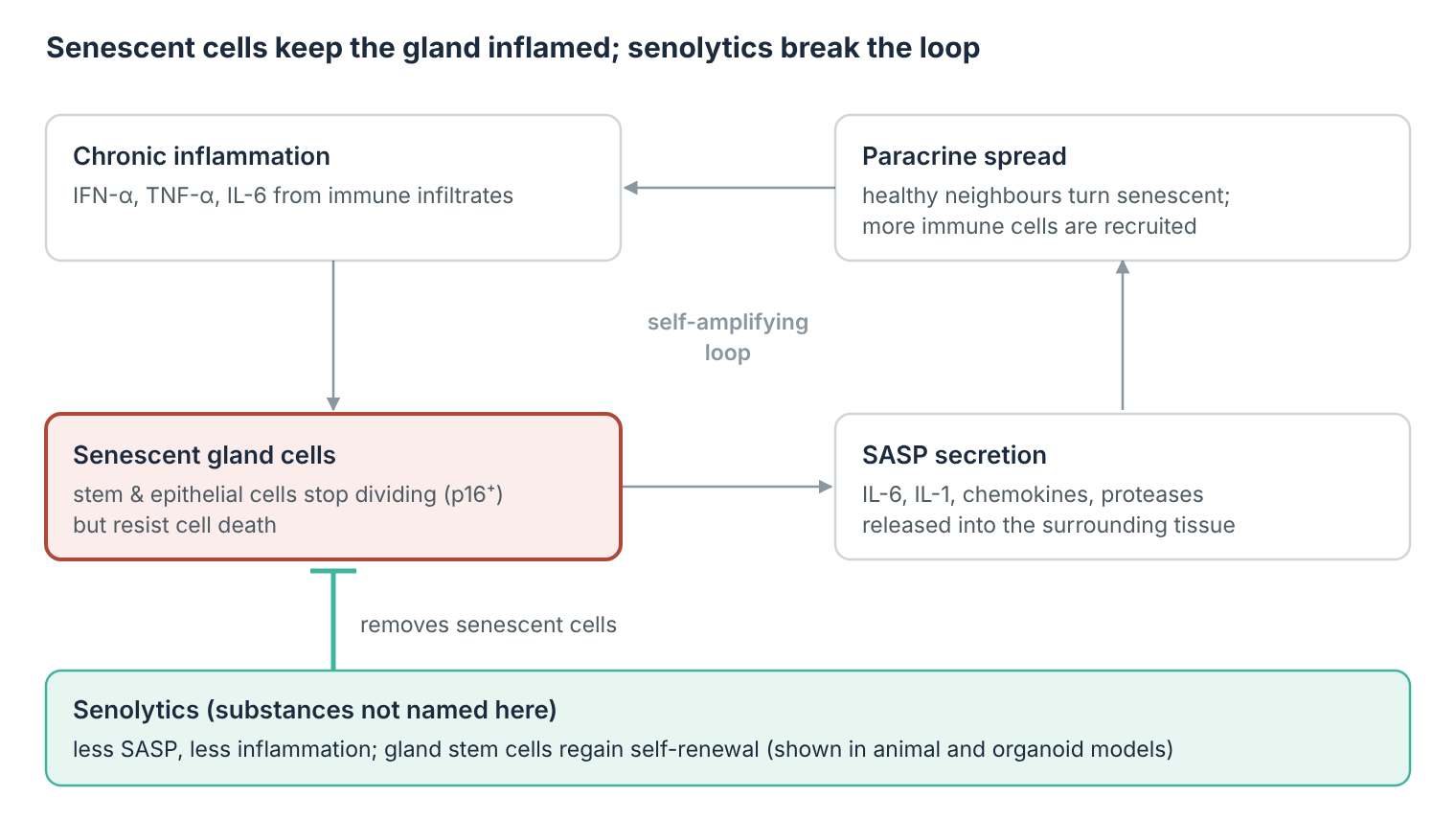 Senescent cells in Sjögren’s disease, ANOVA IRM, Germany: a self-amplifying loop of inflammation that senolytics are designed to interrupt.